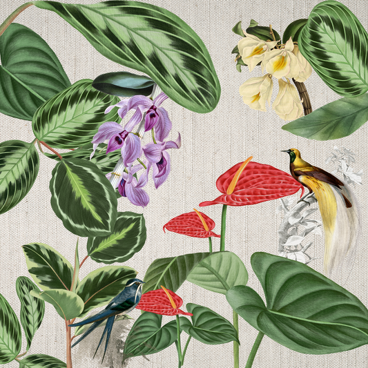 Colección Banco de Imágenes - Aves